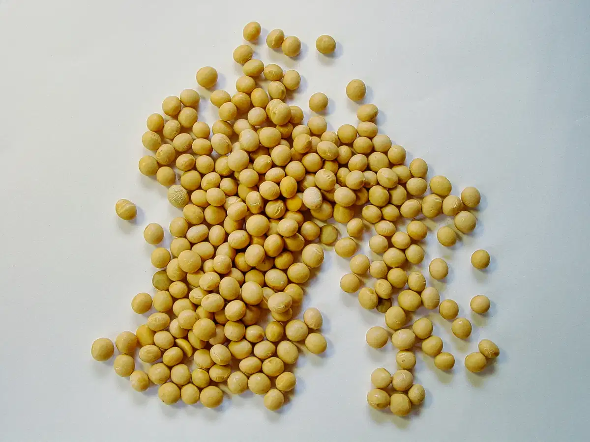La lecitina y la cadena de suministro de soja: qué significan las tensiones comerciales para un ingrediente derivado de un subproducto