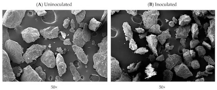 Bio-Based Citric Acid: The Fermentation Supply Chain That Was Invisible to the Hormuz Crisis