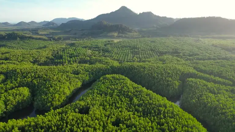 Nordic Tall Oil: una materia prima renovable independiente de Ormuz para la industria química